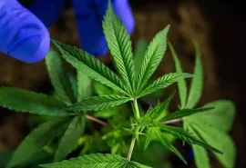 Justiça autoriza farmácia de Arapiraca a comercializar remédios à base de cannabis