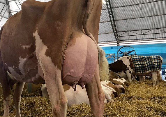 Técnica melhora o manejo reprodutivo do gado