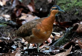 Nova espécie de ave na Amazônia chama atenção por semelhança com dodô: conheça a sururina-da-serra