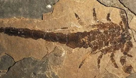 Fóssil revela um dos maiores escorpiões da história da Terra