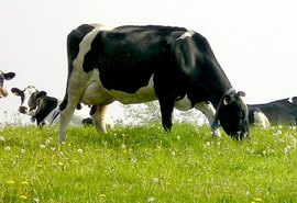 Antibiótico de pele de rã cura doença bovina