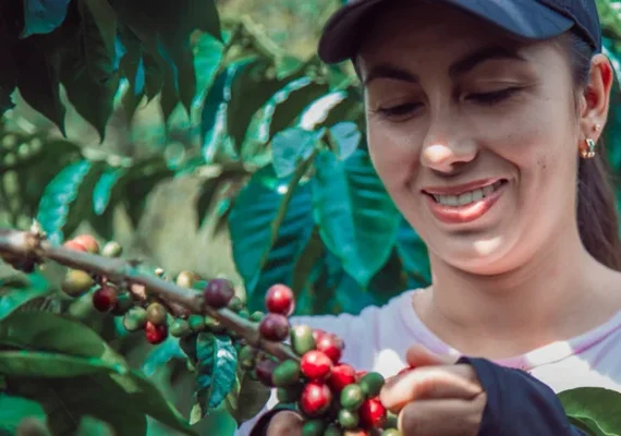 Cafeicultores de cooperativa mineira são os primeiros do mundo a receber selo de baixo carbono