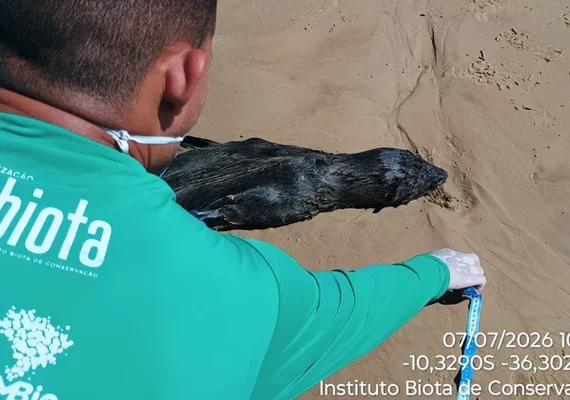 Lobo-marinho é encontrado morto em Feliz Deserto