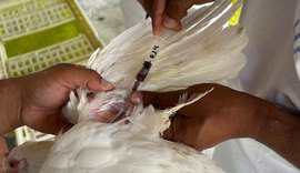 Adeal inicia sorologia da influenza aviária em granjas de Alagoas