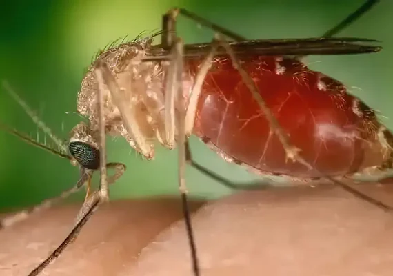 Antes restrita à Amazônia, febre oropouche se espalha pelo país