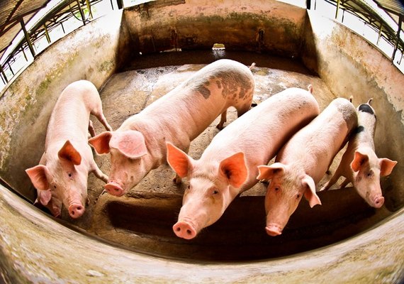 Trânsito intermunicipal de suínos é liberado em AL