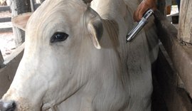 Mapa orienta produtores sobre atraso na vacinação contra aftosa