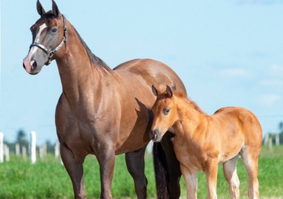 Haras Porto Rico e CPMF abrem mão de matrizes durante leilão
