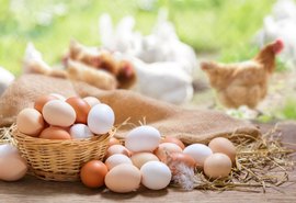 Proteínas animais encerram julho com cenários distintos no mercado brasileiro