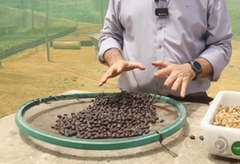 Produtores rurais investem na cafeicultura em União dos Palmares