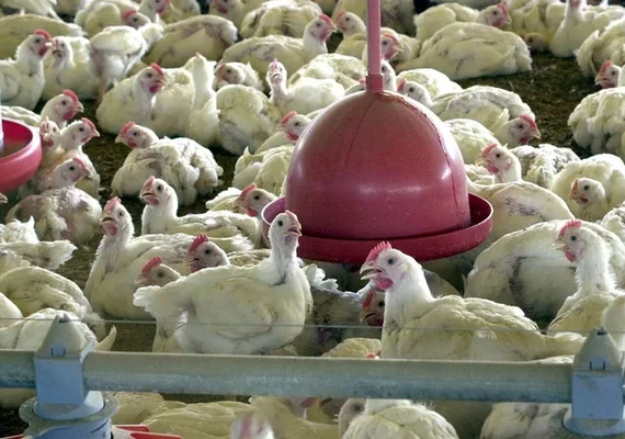 Exportações de frango batem recorde no primeiro semestre de 2026