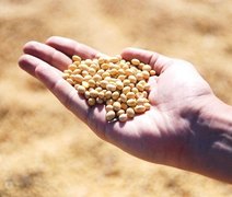 Tratamento de sementes de soja com os inoculantes e defensivos biológicos impulsiona a produção brasileira