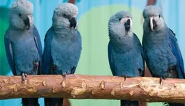 Últimas ararinhas-azuis livres são infectadas por vírus incurável após falhas em criadouro na Bahia