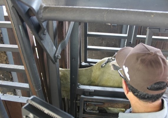 Adeal abre campanha de vacinação contra a febre aftosa