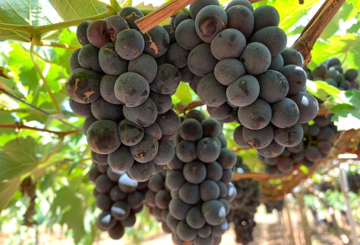 Produtor do Sertão de Alagoas  inova e colhe 20 toneladas de uva por safra na região