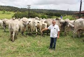 Leilão Varrela Reprodutores  vai ofertar 240 bovinos nelore