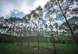 Eucalipto impulsiona renda e fortalece pecuária sustentável em Alagoas