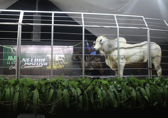 Leilão Nelore Positivo registra aumento de 38% nas vendas em 2019