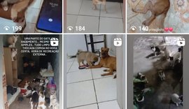 Moradora de Recife pede apoio para resgatar cães e gatos em situação de abandono