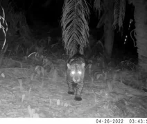 Em MT, Sema monitora animais silvestres da Estrada do Pantanal, confira!