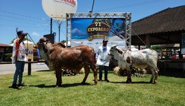 Pecuaristas vão apresentar potencial genético do rebanho na 72ª Expoagro/AL