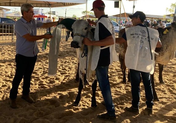 Girolando terá julgamento ranqueado da raça durante a 39ª Expo Bacia Leiteira