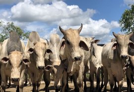 AL inicia Campanha de Vacinação contra a Raiva Animal