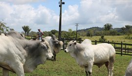 Leilão Nelore IBC realiza apresentação do rebanho nesta quinta (23)