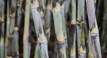 Variedade RB ocupa mais de 55% da área de cultivo de cana no Brasil