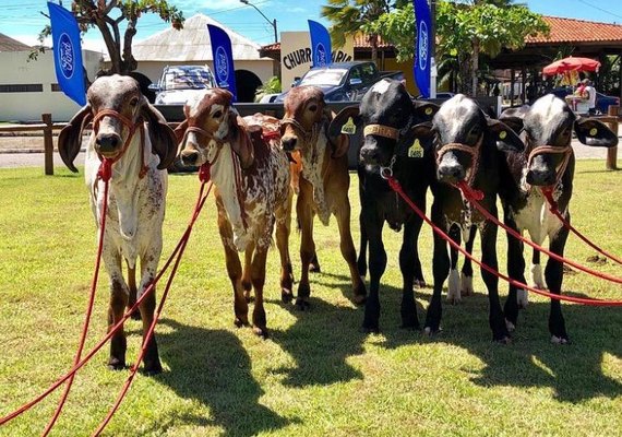 Animais do Leilão Genética de Berço já se encontram no Parque da Pecuária