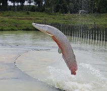Ibama classifica pirarucu como espécie invasora fora da Amazônia