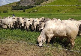 Nelore SMP conquista criatórios tradicionais da pecuária