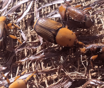 Mapa alerta para risco do bicudo-vermelho e reforça medidas de prevenção no país