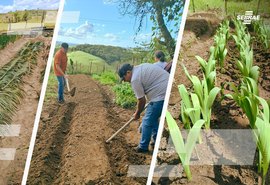 Projeto de flores temperadas avança com 60 mil mudas vendidas e R$ 100 mil em receita