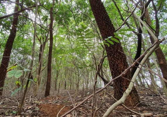 Ritmo de desmatamento da Floresta Amazônica ultrapassa a sua recuperação