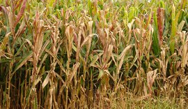 Praga do milho causa prejuízo anual de R$ 33,6 bilhões no Brasil
