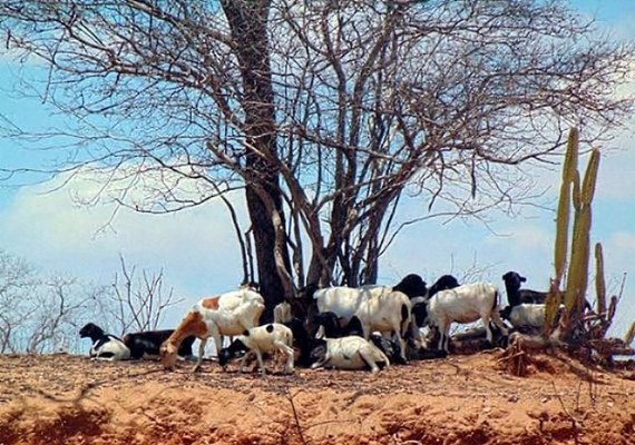 Alto Sertão é responsável por 30% da criação de cabras em Alagoas, segundo levantamento
