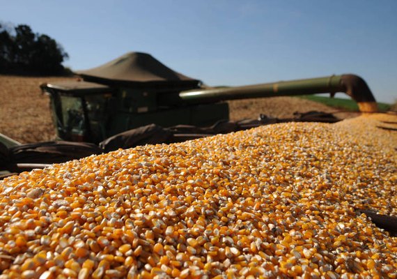 Preço do milho se mantém estável para safra 2019/2020