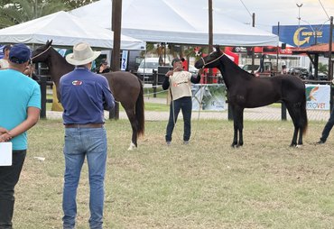 Expoalagoas: 6ª Etapa do Nordestino do Mangalarga Marchador movimenta Maceió