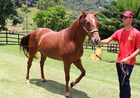 7º Alagoas Quarter Horse acontece nesta quinta (10)