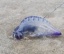Adolescente sofre queimaduras após contato com caravela na praia da Jatiúca