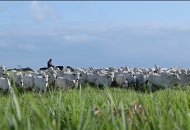 Quarto Leilão Santa Nazaré e Varrela Pecuária comercializa fêmeas Nelore de qualidade