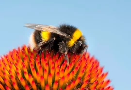 Estudo indica que abelhas tem a capacidade de contar números