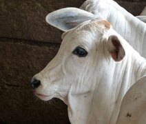 Com foco na brucelose, Mapa promove o Mês da Saúde Animal