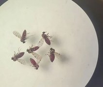 Estudo detalha diferenças entre sintomas da febre do Oropouche e da dengue