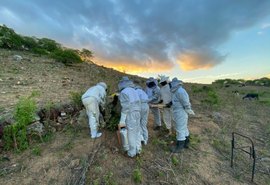 Apicultores de AL produzem mais de 17 toneladas de mel por ano