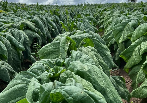 ﻿Adeal inicia trabalho de campo para manutençãp de área livre do mofo azul do tabaco