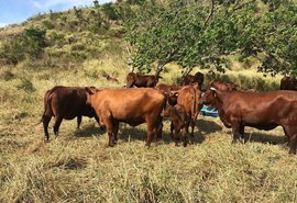 Gado Santa Gertrudis está confirmado na 69ª Expoagro/AL