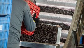 'Suicídio ecológico': mudanças climáticas alteram mapa agrícola mundial