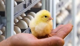 Interação humana melhora bem-estar de pintinhos, aponta estudo